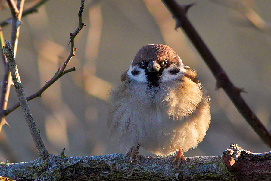 Pilfink / Tree Sparrow Passer montanus 
