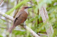 Svartnbbad regngk / Black-billed Cuckoo Coccyzus erythropthalmus