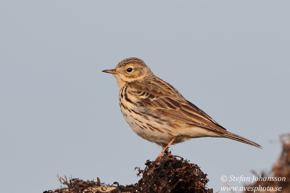 ngspiplrka /  Meadow Pipit 