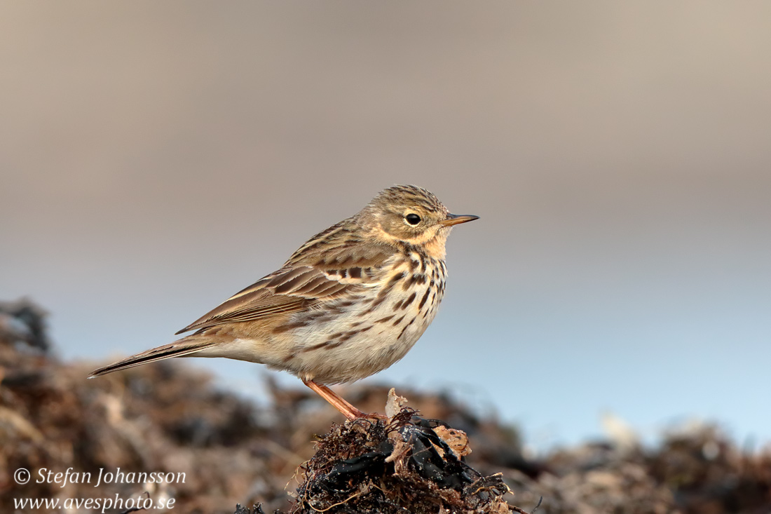 ngspiplrka /  Meadow Pipit 