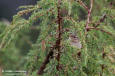 Brunsngare / Dusky Warbler Phylloscopus fuscatus 