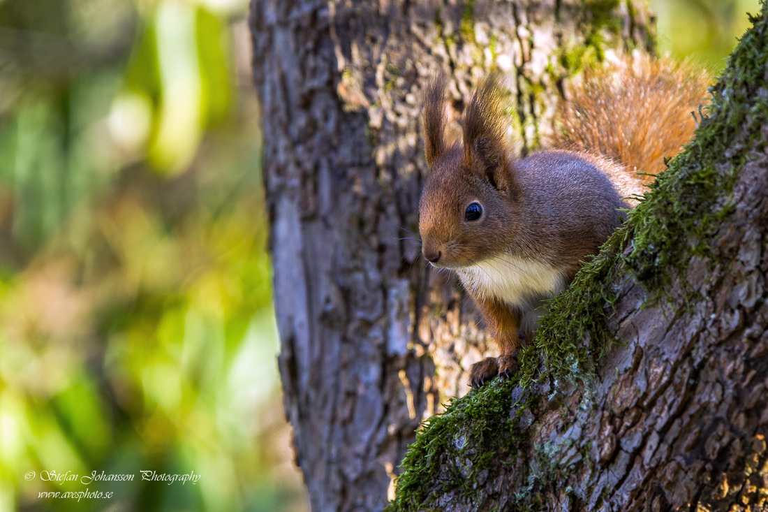 Ekorre / Eurasian Red Squirrel Sciurus vulgaris 