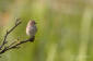 Gr flugsnappare / Spotted Flycatcher Muscipaca striata 