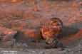 Prrieuggla / Burrowing Owl Athene cunicularia 