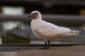 Isms / Ivory Gull Pagophila eburnea 