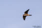 Lrkfalk / Eurasian Hobby Falco subbuteo 