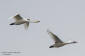 Tundrasvan (Mindre sngsvan) / Bewick's Swan Cygnus columbianus 