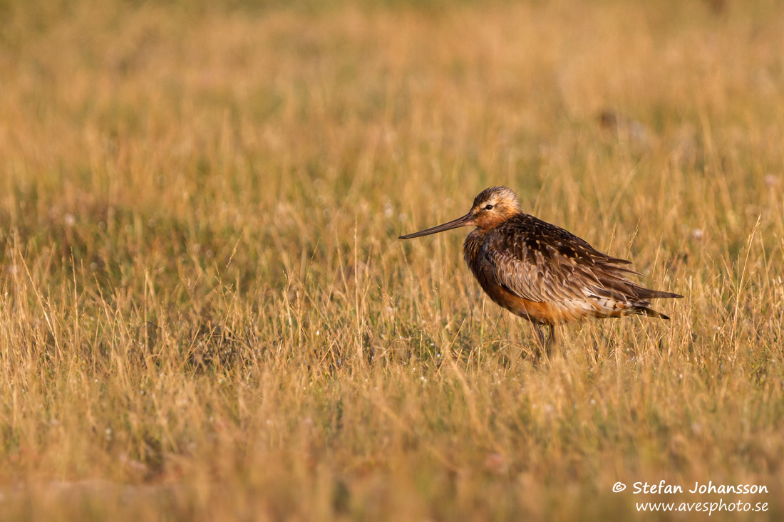 Bar-tailed Godwit Limosa lapponica  