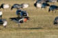 Rdhalsad gs / Red-breasted Goose Branta ruficollis 