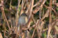 Sibirisk gransngare / Siberian Chiffchaff 