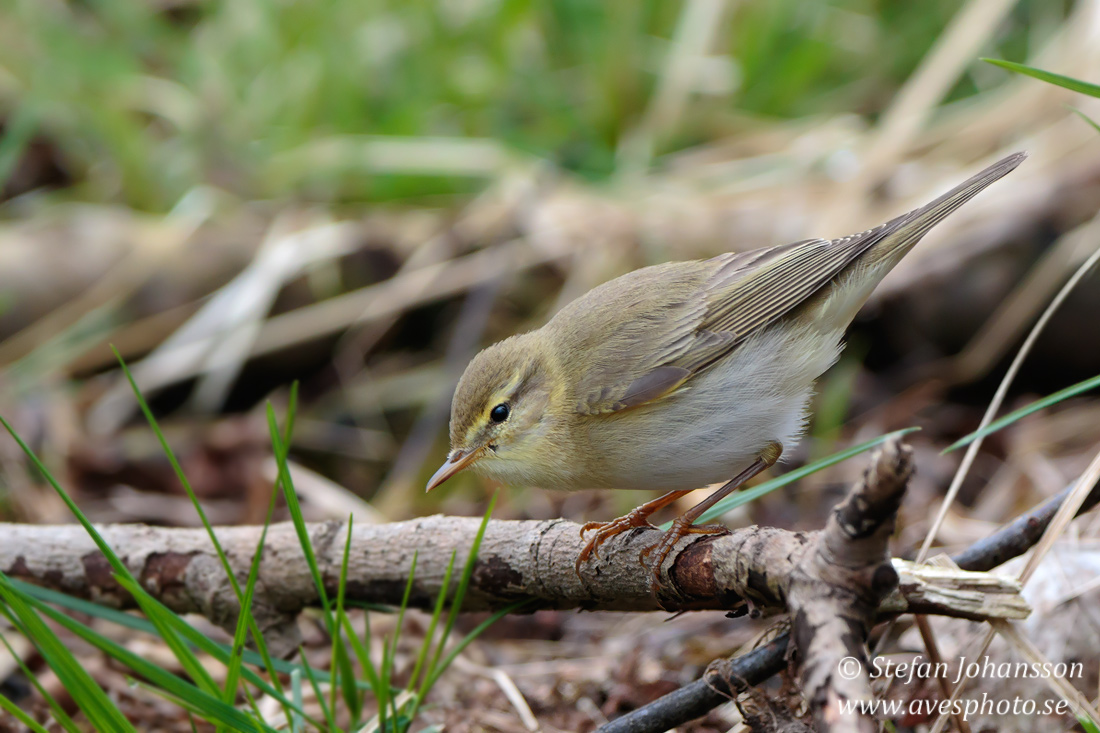 Lvsngare / Willow Warbler 
