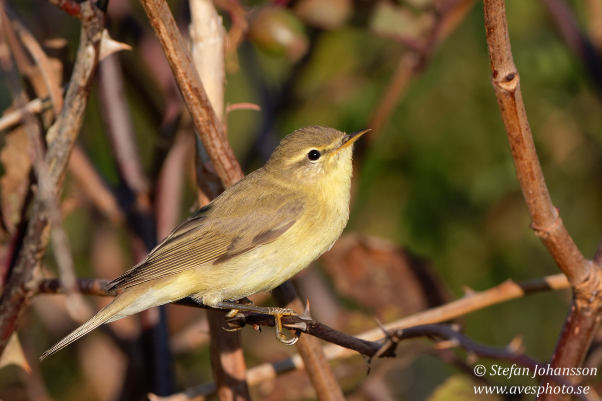 Lvsngare /  Willow Warbler Phylloscopus trochilus
