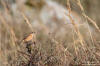 Vitgumpad buskskvtta / Siberian Stonechat Saxicola maurus / stejnegeri