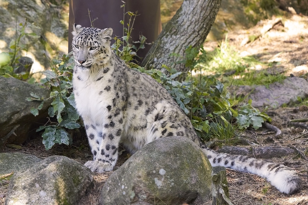 Snleopard / Snow Leopard Uncia/Panthera uncia
