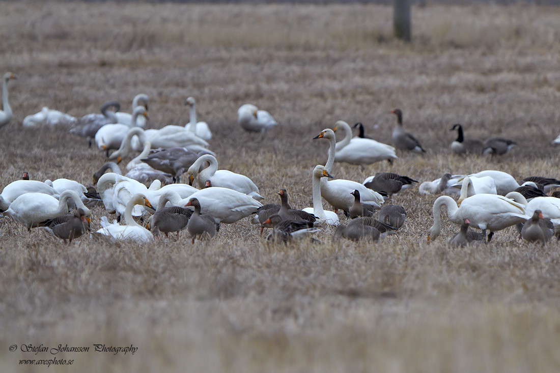 Fjllgs / Lesser White-fronted Goose