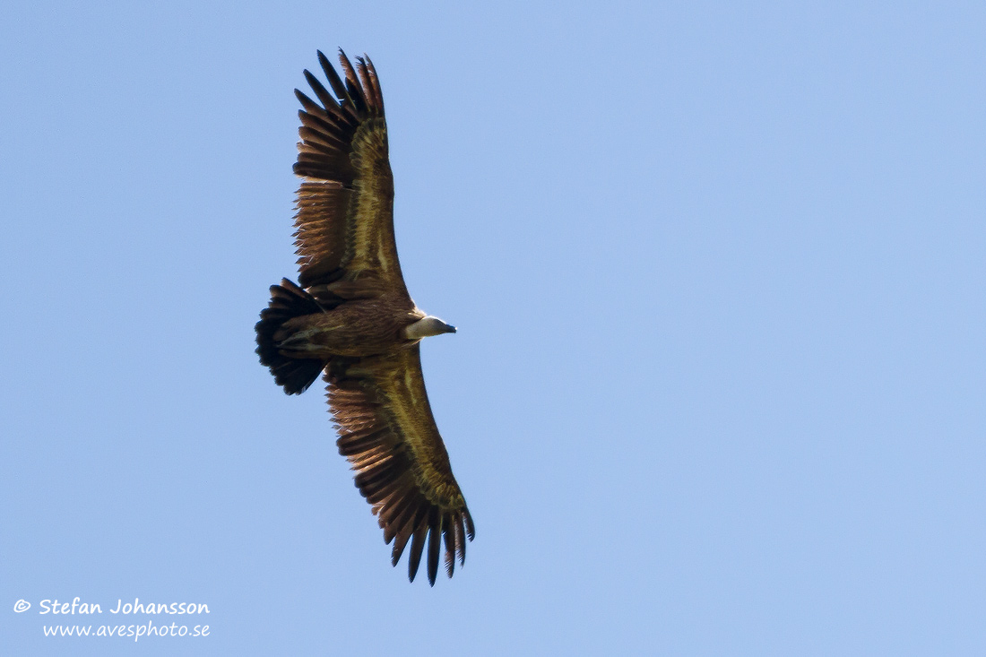 Gsgam / Griffon Vulture Gyps fulvus