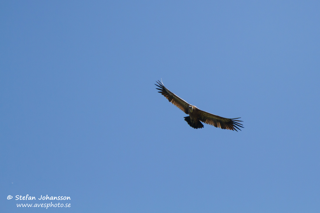 Gsgam / Griffon Vulture Gyps fulvus