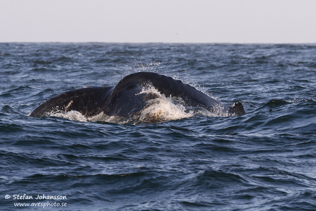 Knlval / Humpback Whale Megaptera novaeaqngliae