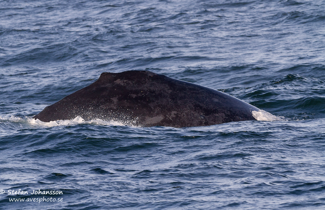 Knlval / Humpback Whale Megaptera novaeaqngliae
