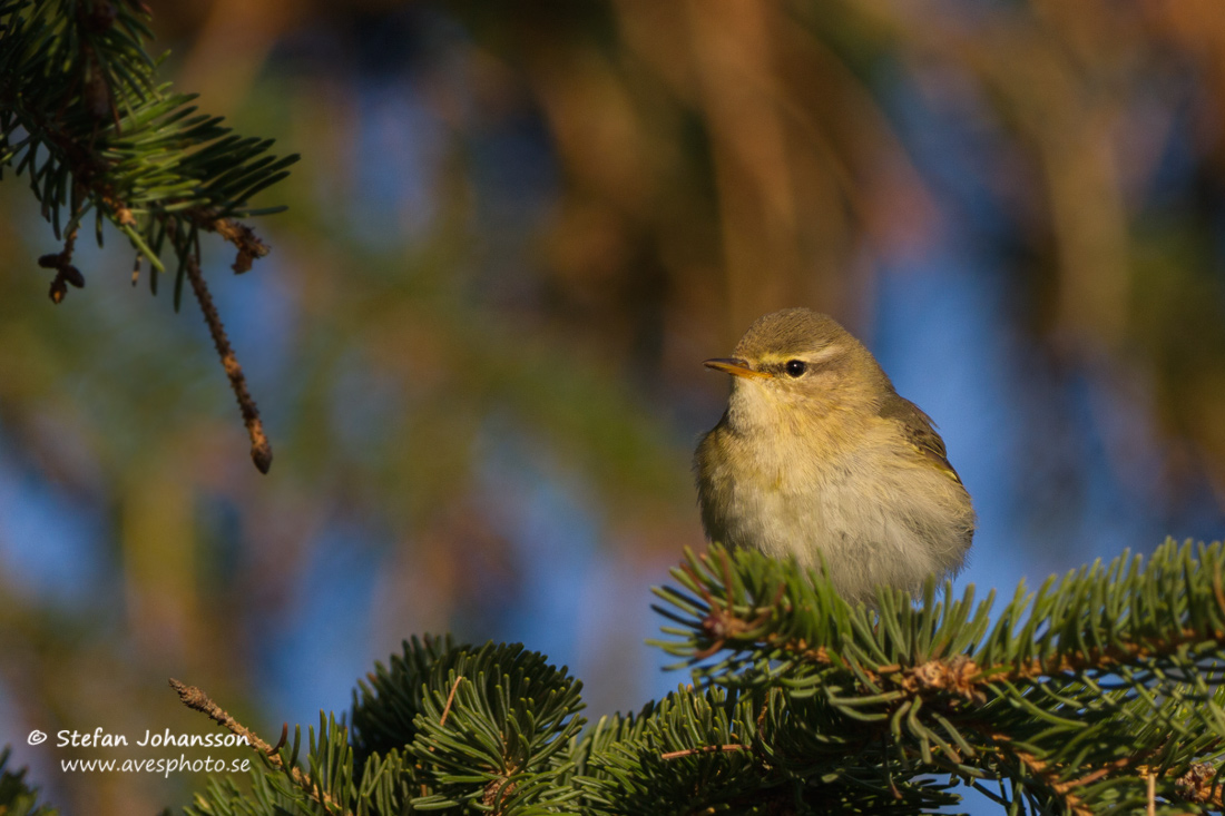 Lvsngare / Willow Warbler 