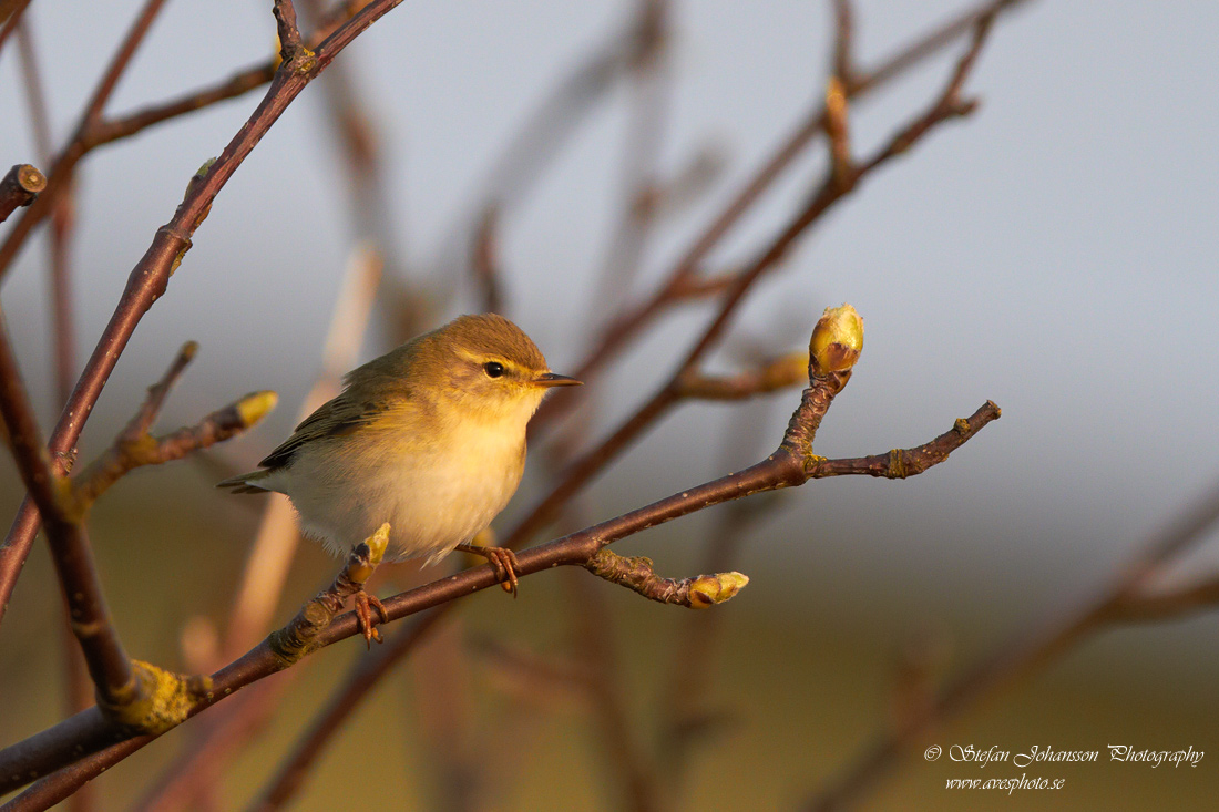 Lvsngare / Willow Warbler Phylloscopus trochilus 