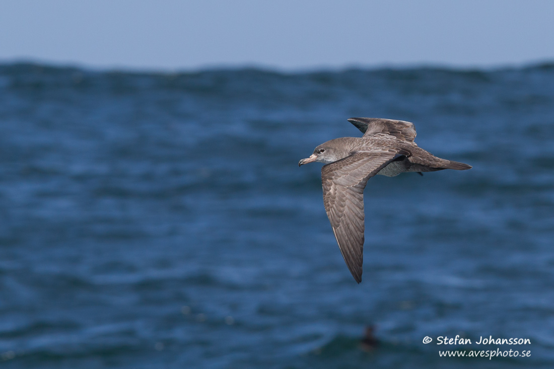 Pink-footed Shearwater Puffinus creatopus