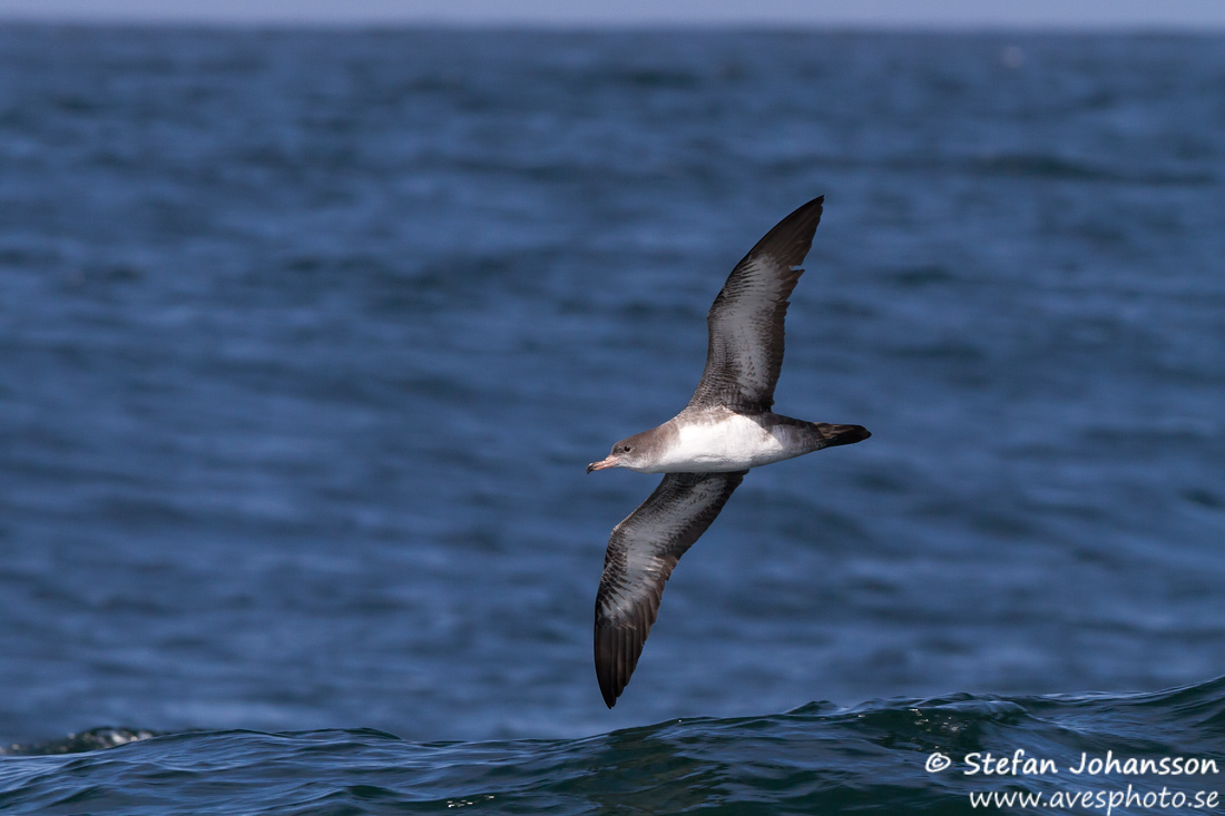 Pink-footed Shearwater Puffinus creatopus