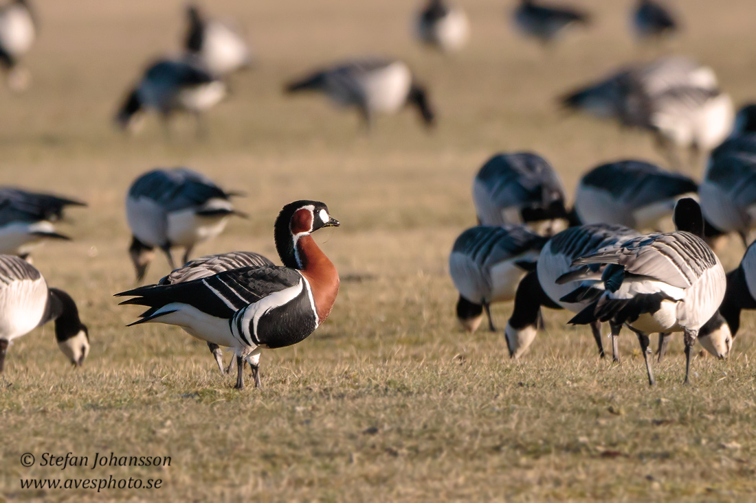 Rdhalsad gs / Red-breasted Goose 