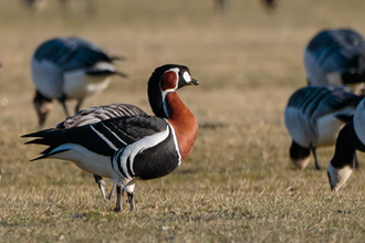 Rödhalsad gås / Red-breasted Goose 