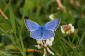 Silverblvinge / Amandas Blue Polyommatus amandus 