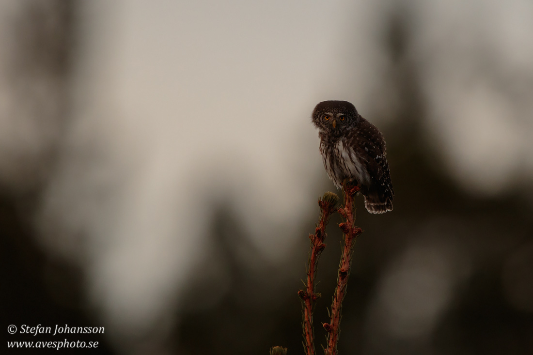 Sparvuggla / Pygmy Owl 