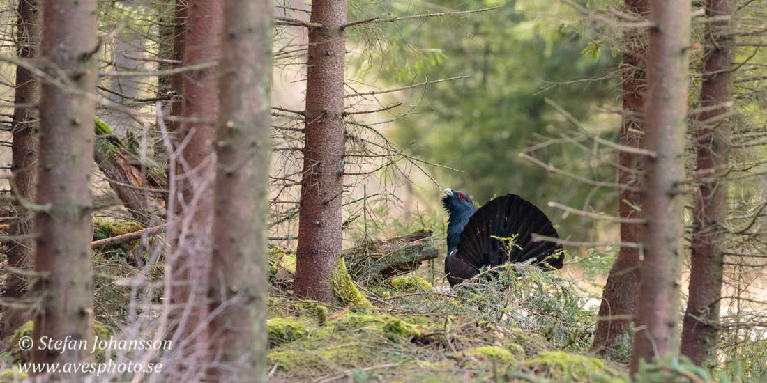 Tjder / Capercaillie 