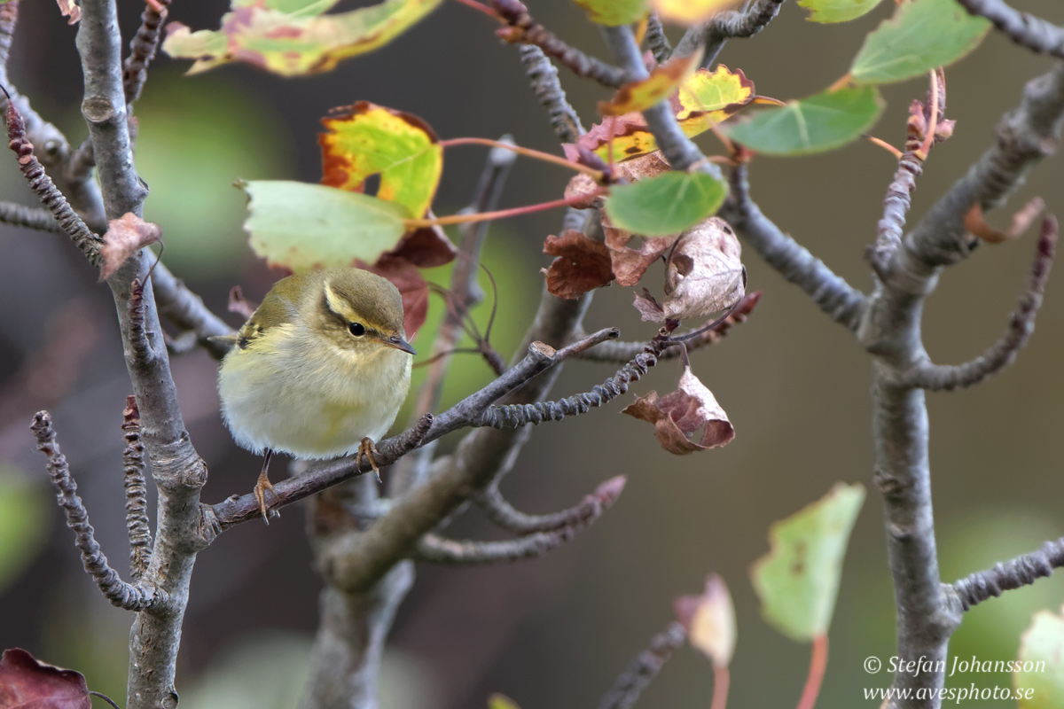 Taigasngare / Yellow-browed Warbler 